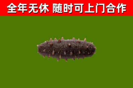 新泰市烟酒回收干海参.jpg